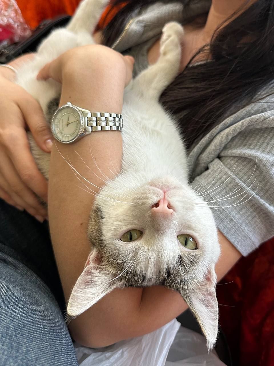 Милый котик отдам даром