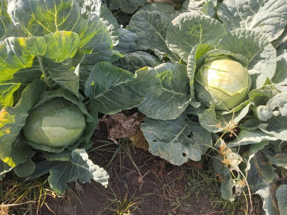 Продавам Българско Зеле Ергенско