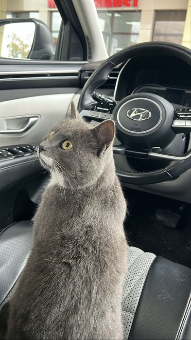 Отдам кота мальчика даром