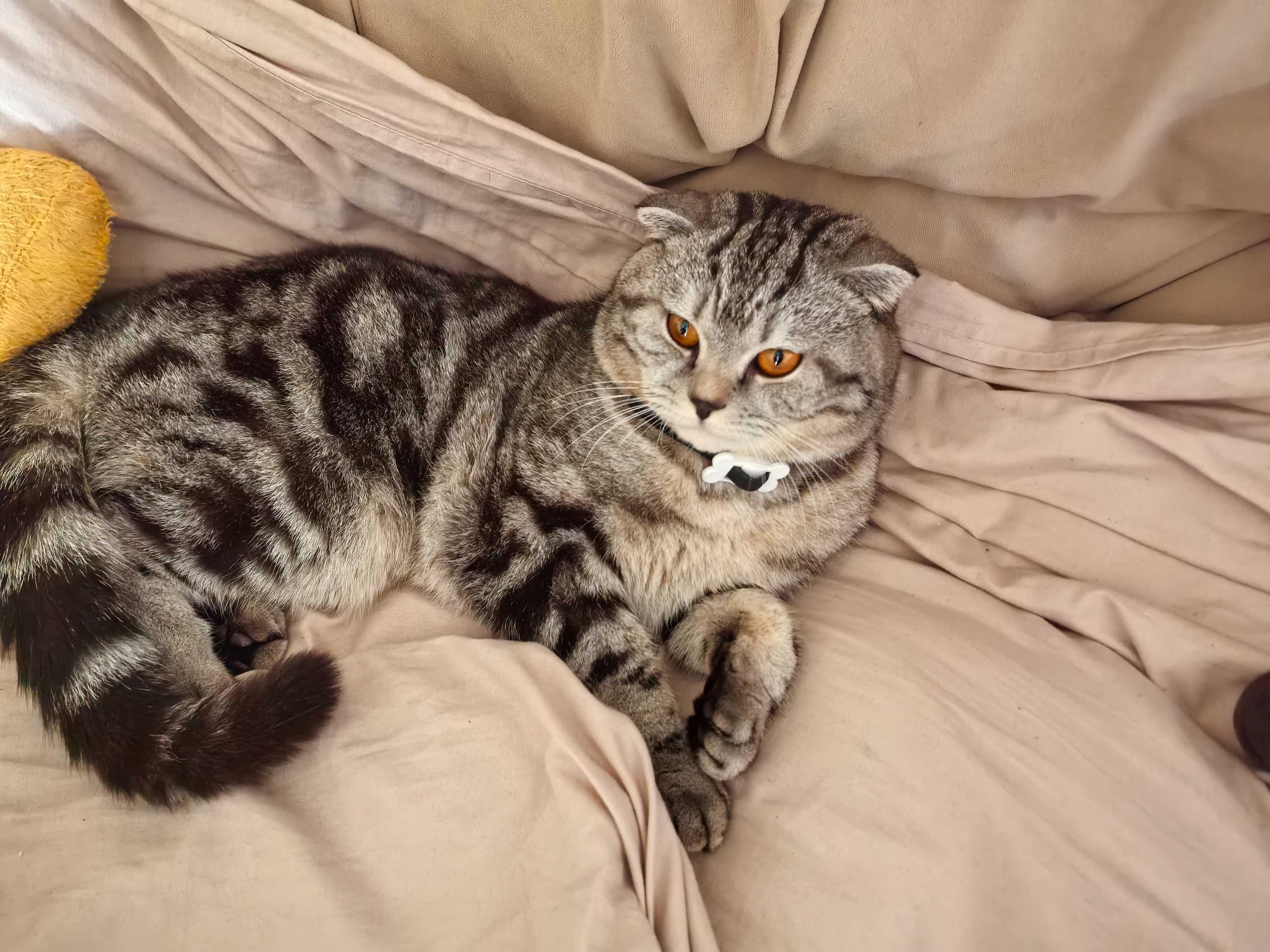 Шотландский вислоухий кот вязка