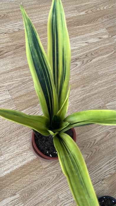 Комнатные растенич