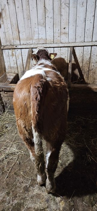 Vitea de 8 luni baltata