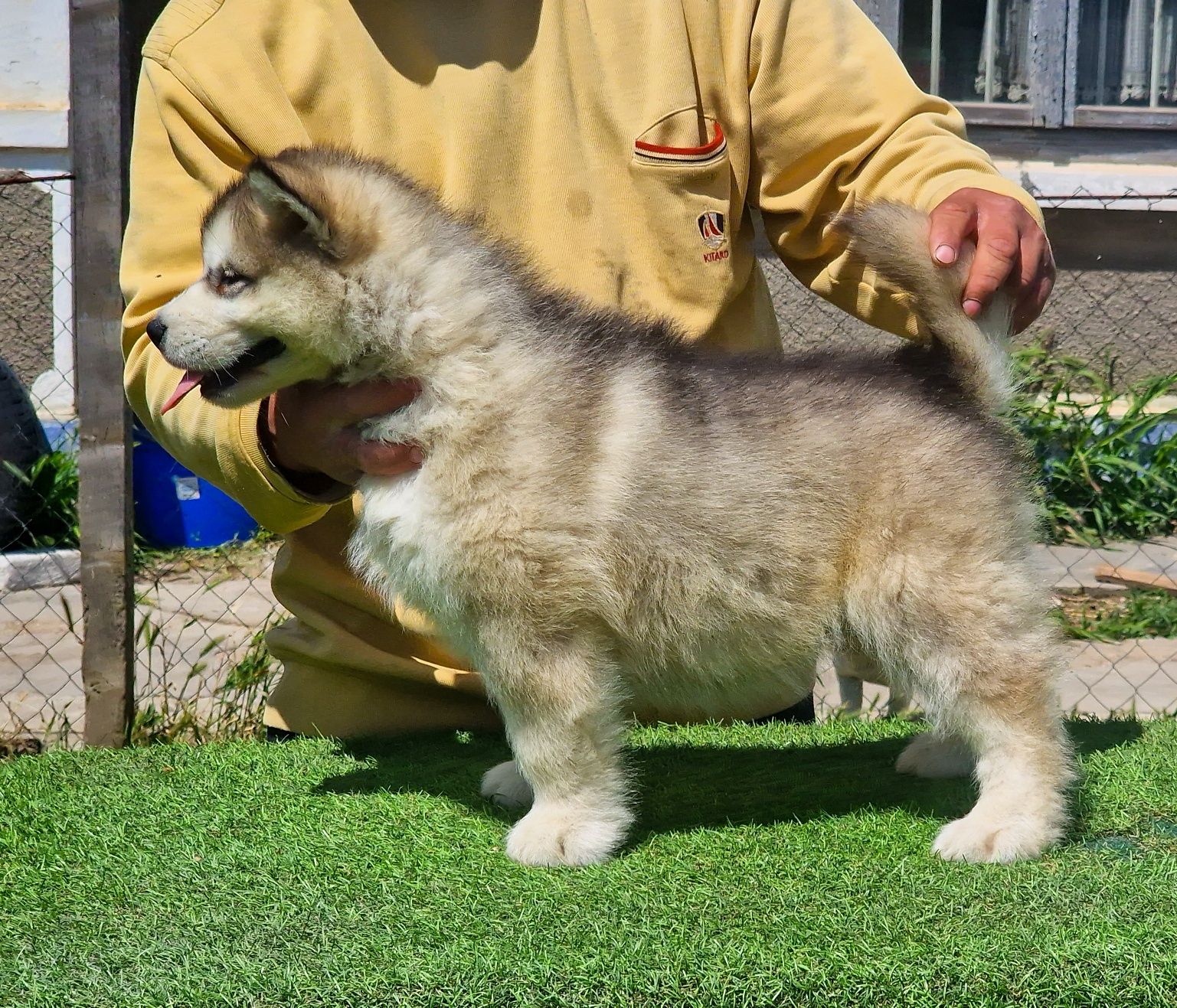 Alaskan Malamute Mascul - Calitate de Top, Linii de Campioni Mondiali