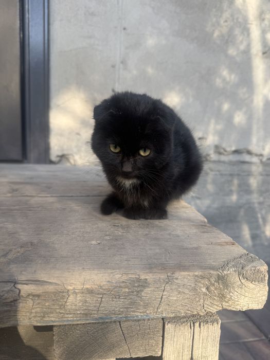 Отдам кошечку в добрые руки