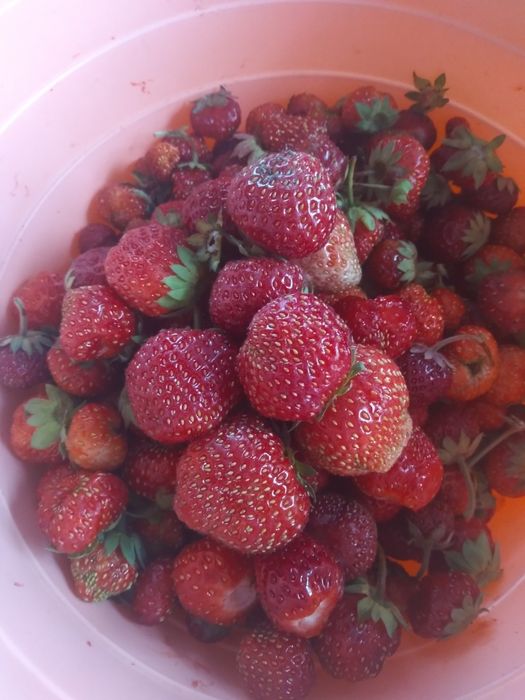 Продам саженцы клубники