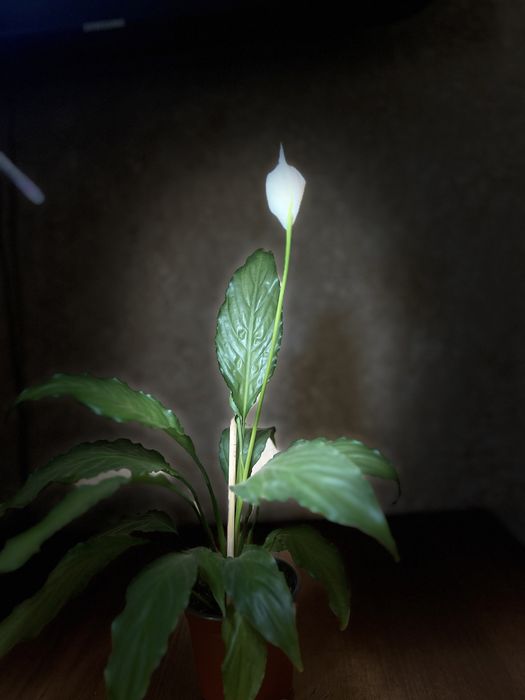 Спатифиллум -женское счастье цветы комнатные