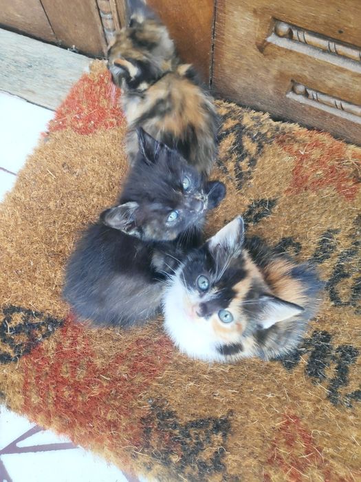 Donez Pisic/Pisici