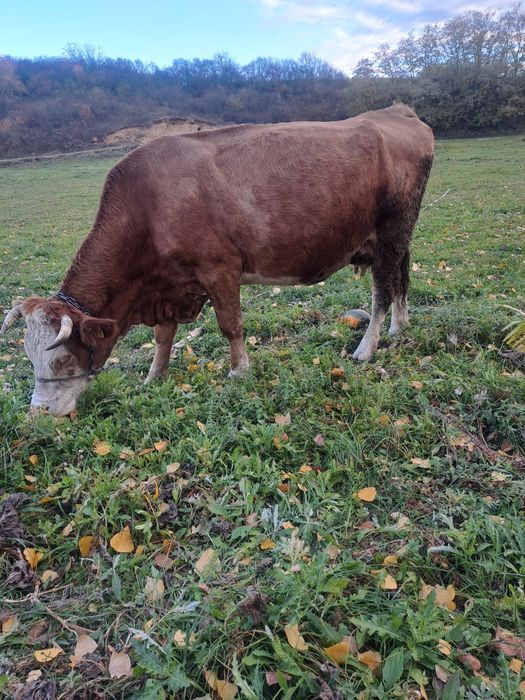 vand vaca buna de lapte