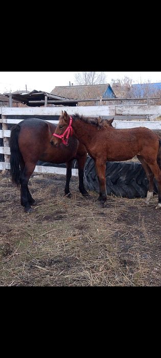 Кобыла с жеребенком