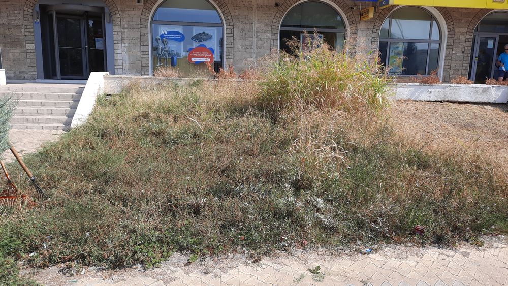 Curățare -defrisare terenuri iarba arbusti copaci ambrozie