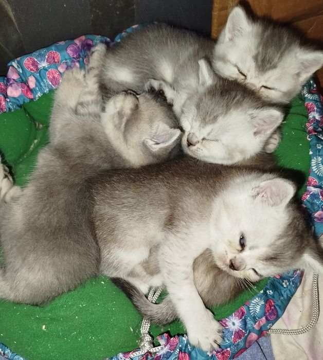 Шотландские котята