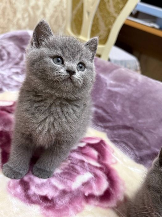 Скоттиш страйт девочка почти 2месяца