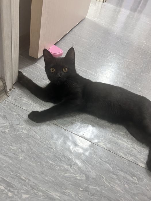 Отдам кота в хорошие добрые руки