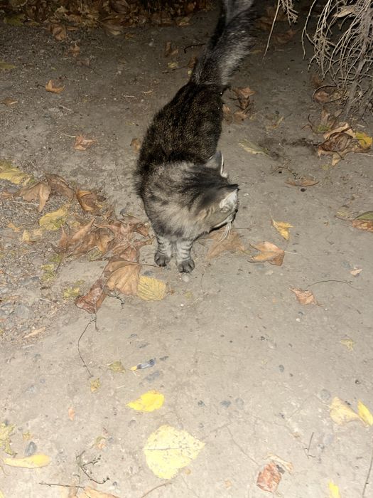 Chiroyli aqlli qiz bola mushuk hadyaga beriladi