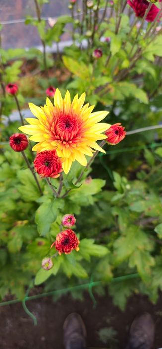 Vand crizanteme zembla