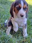 Beagle vârstă 8 săptămâni doresc familie nouă.