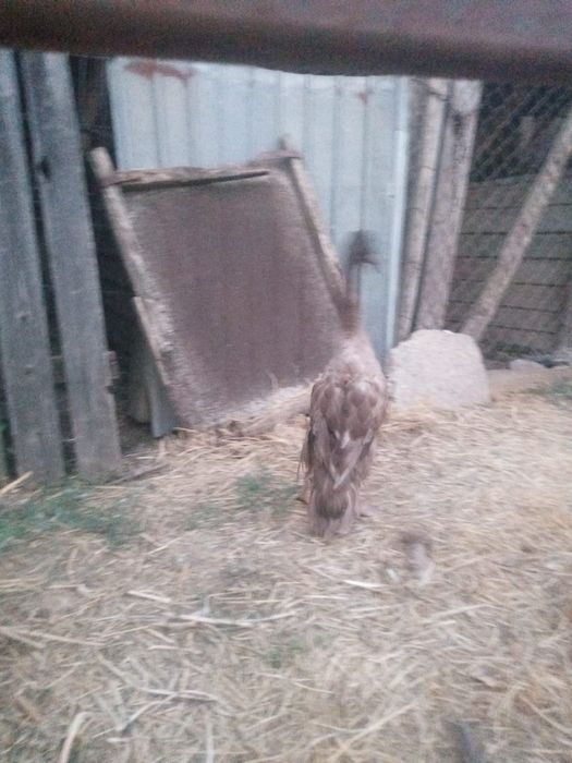 Rățoi Khaki Campbell