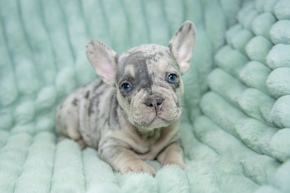 bulldog francez blue merle tan