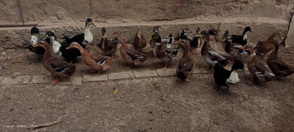 Утки    Òrdaklar