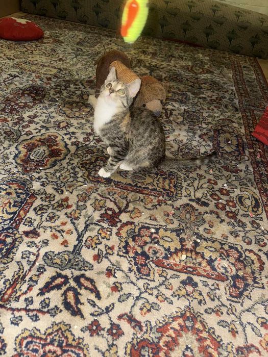 Подарявам котенца