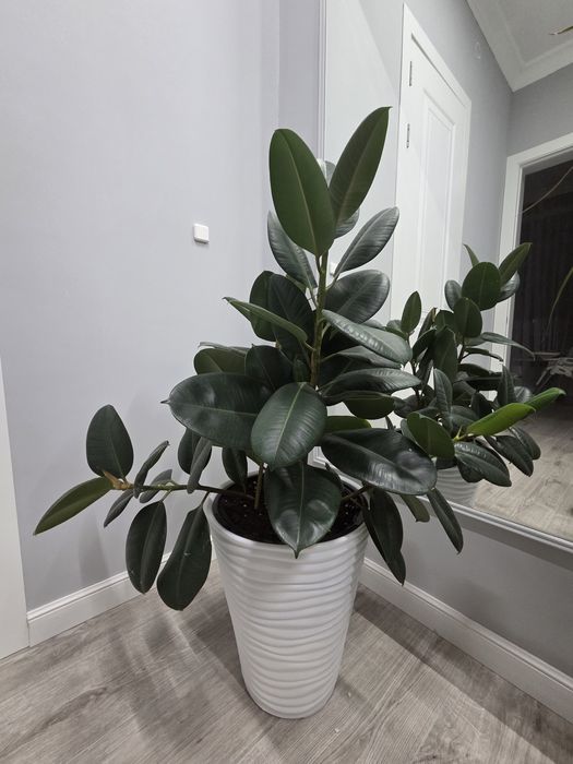 Комнатные цветок