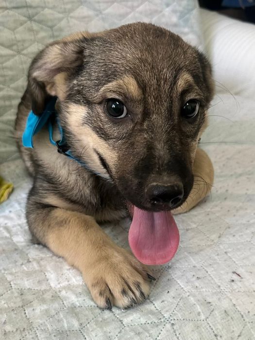 Подарява се бебе Лео