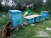 Продам пчелосемьи додановские 12 рамочные, ЦЕНА ДОГОВОРНАЯ.