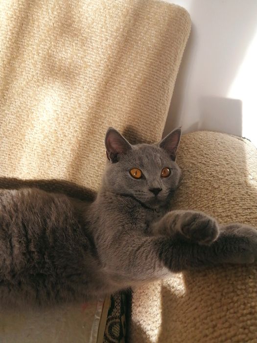 Отдам кошку в добрые руки