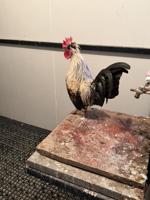 Продавам декоративни кокошки