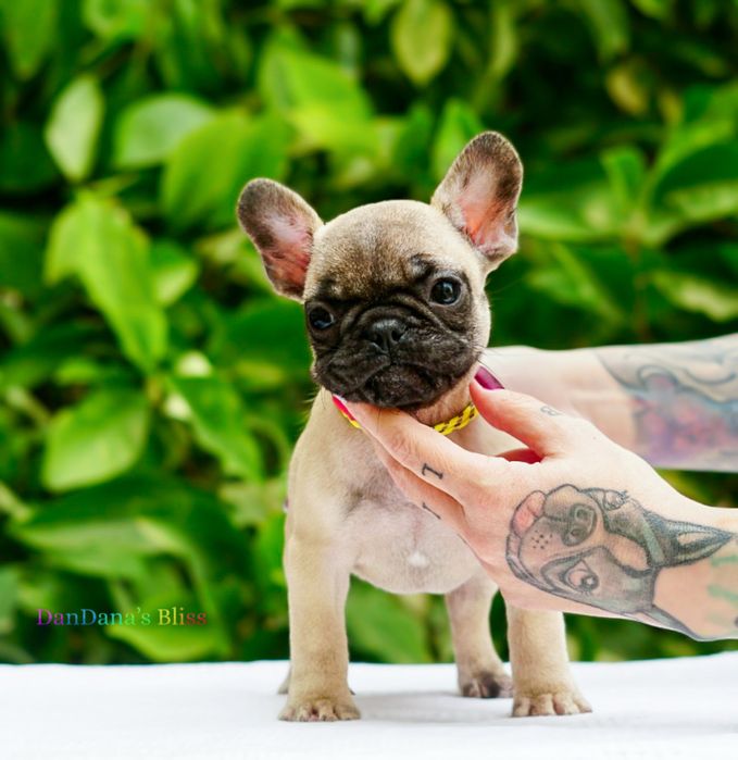 Bulldog francez bej cu pedigree - fetita