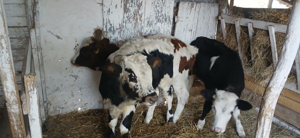 Vând viței înțărcati