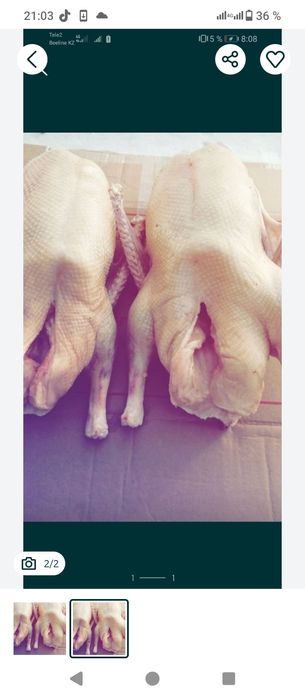 Гуси Петропавловские