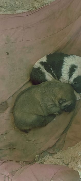 Алабай, болари,тоза зот!