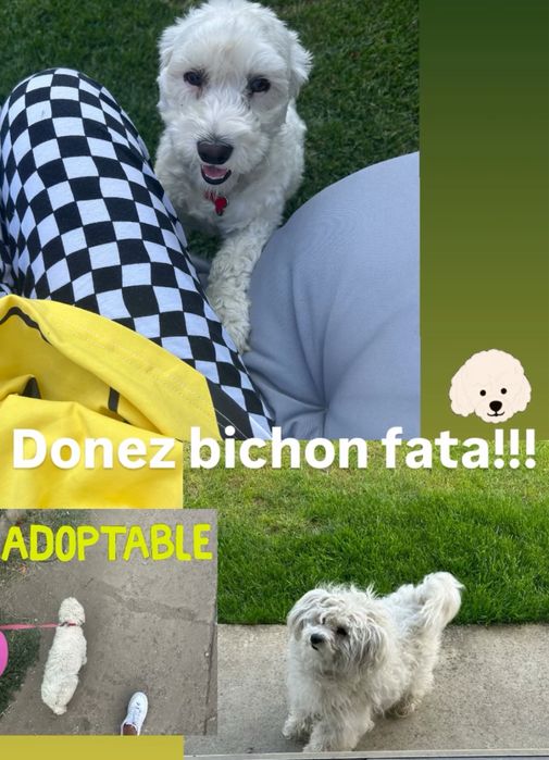 Donez Bichon Fata!!!