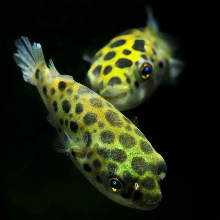 Продам  - тетрадон  зелёный.