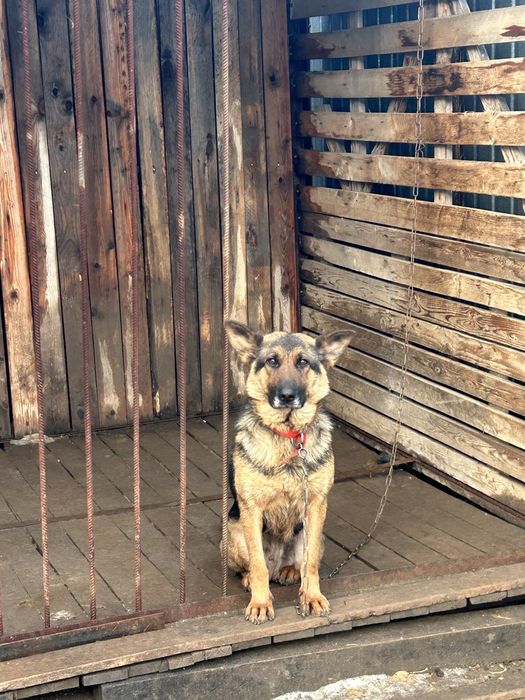 Отдам собаку в хорошие руки. Бесплатно