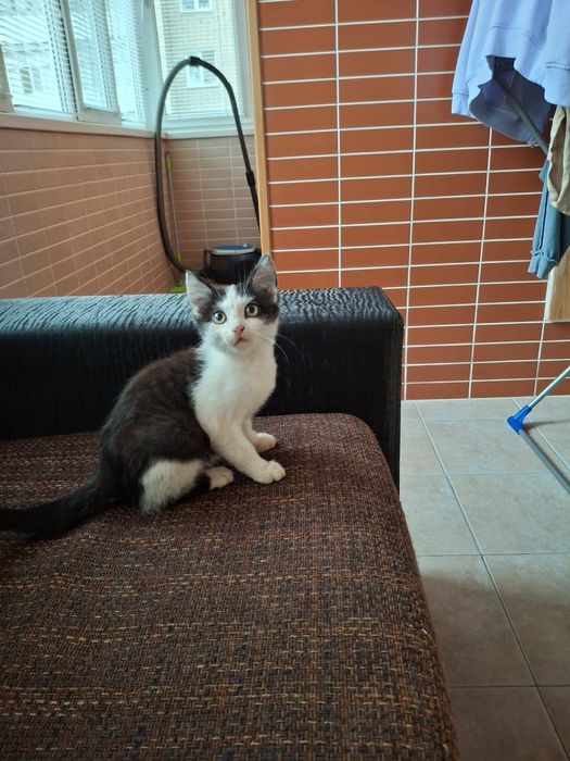 Котенок в добрые руки!