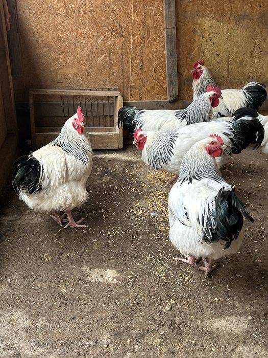 Cocosi sussex de vanzare., varsta 5 luni