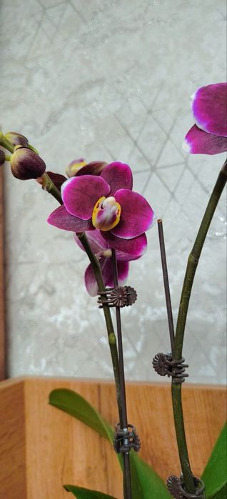 Орхидеи Phalaenopsis