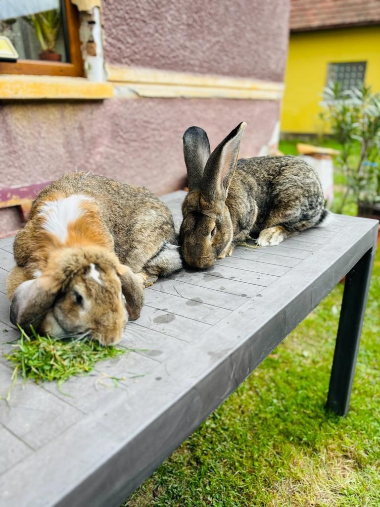 Iepurași mici și mari.