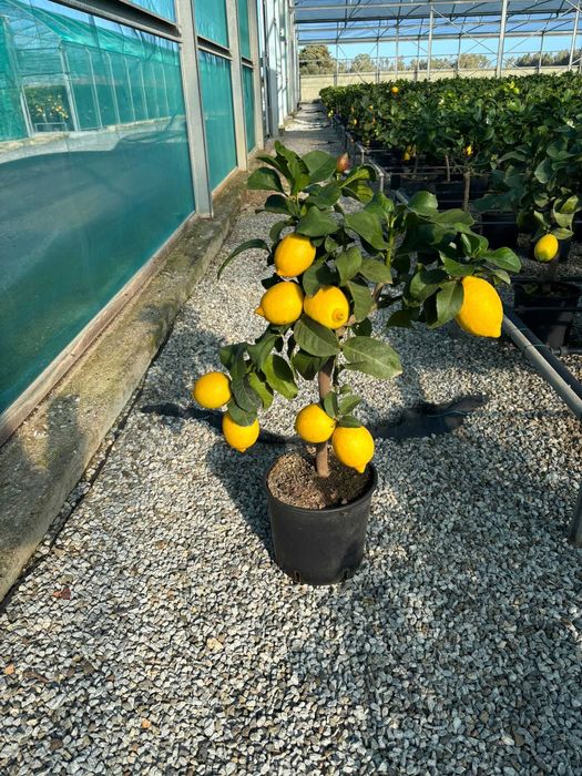 Citrice lamai, kumquat, calamondino, mandarin