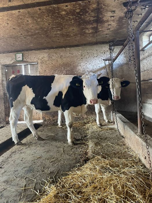 Vând vițele gemelare