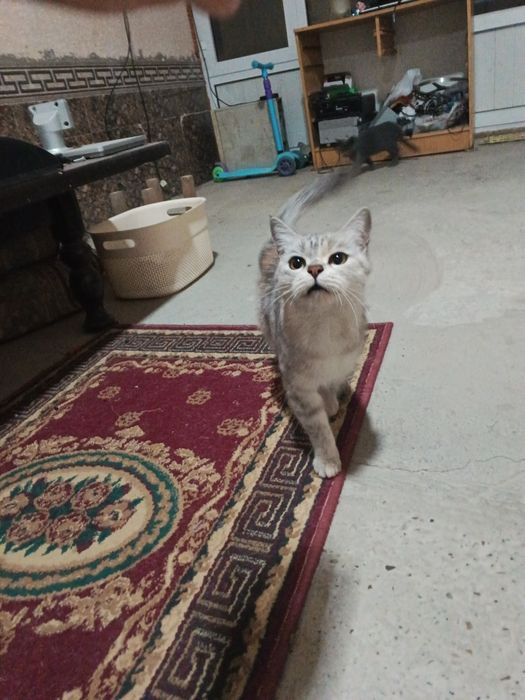 Отдам кошку в хорошие руки! Порода Шиншилла