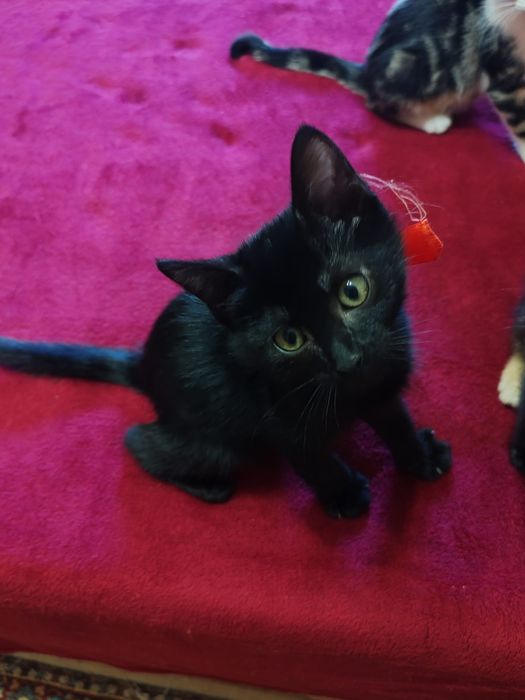 Donez responsabil 4 pui de pisica