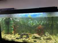 Vand acvariu 100 l in stare foarte buna