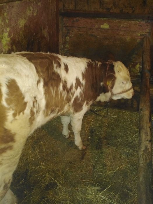 Vand vitea de 3 luni