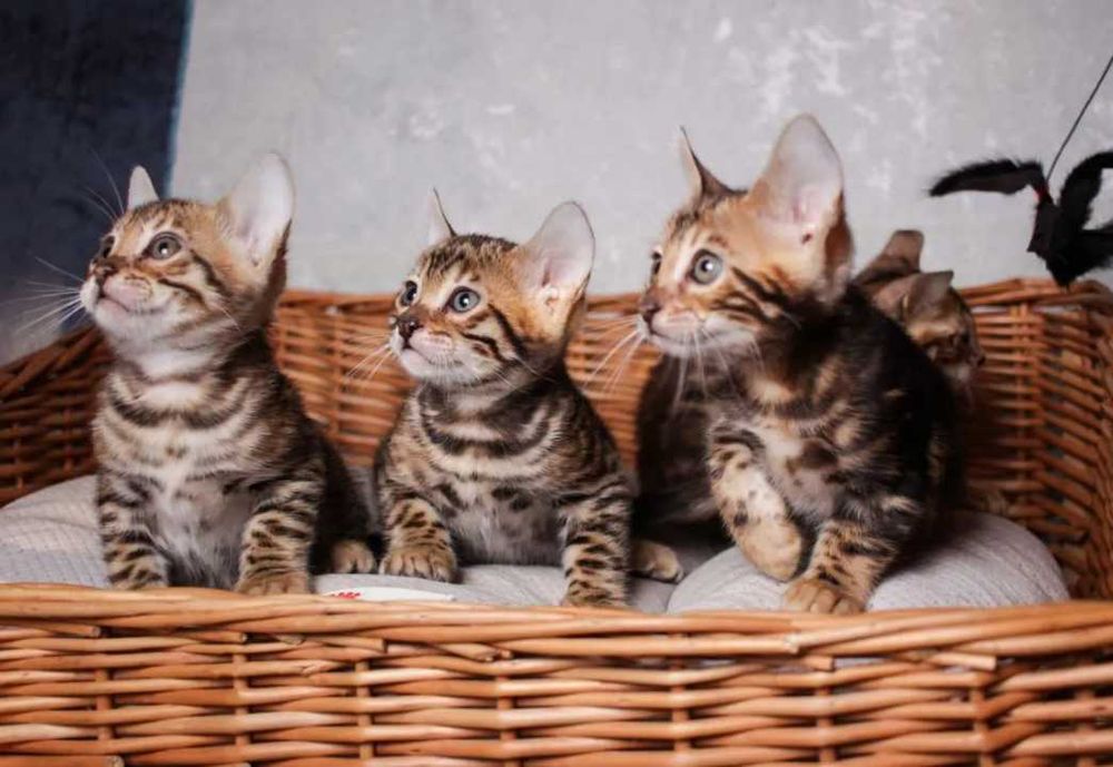 Бенгальские Детки