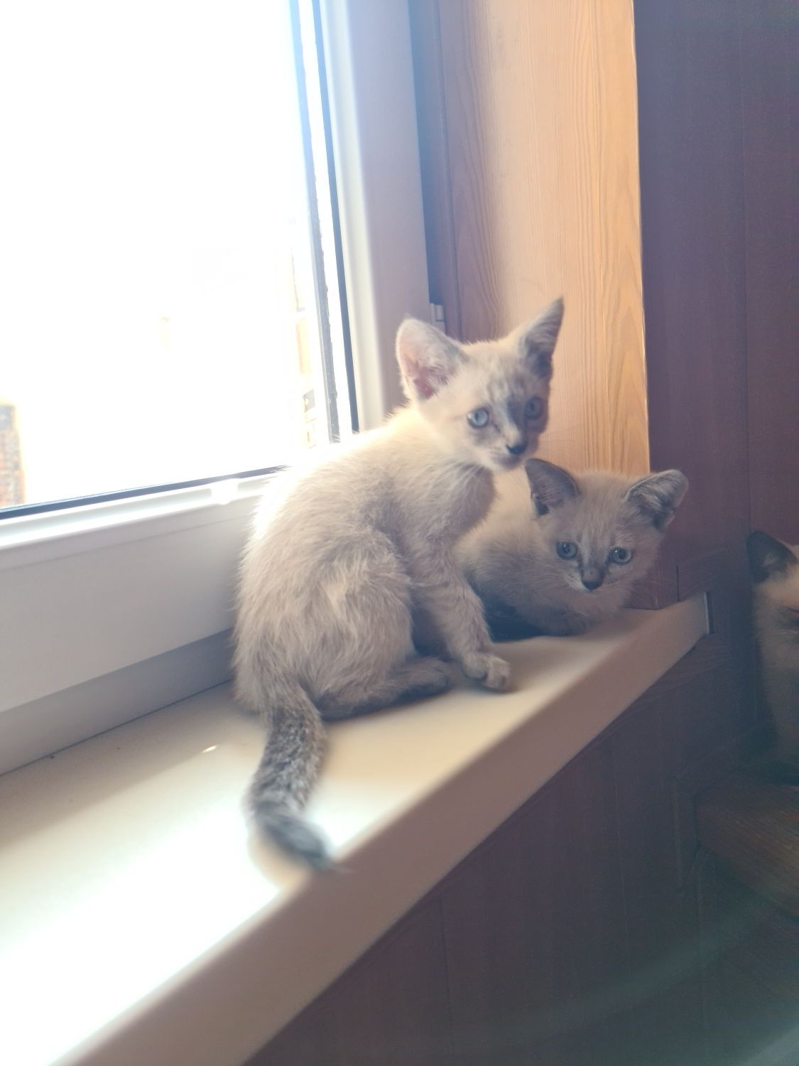 Замечательные котята