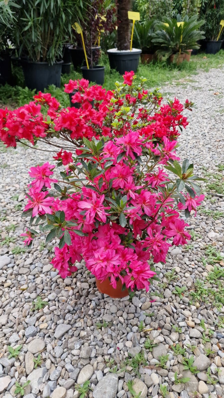 Rododendron si multe altele