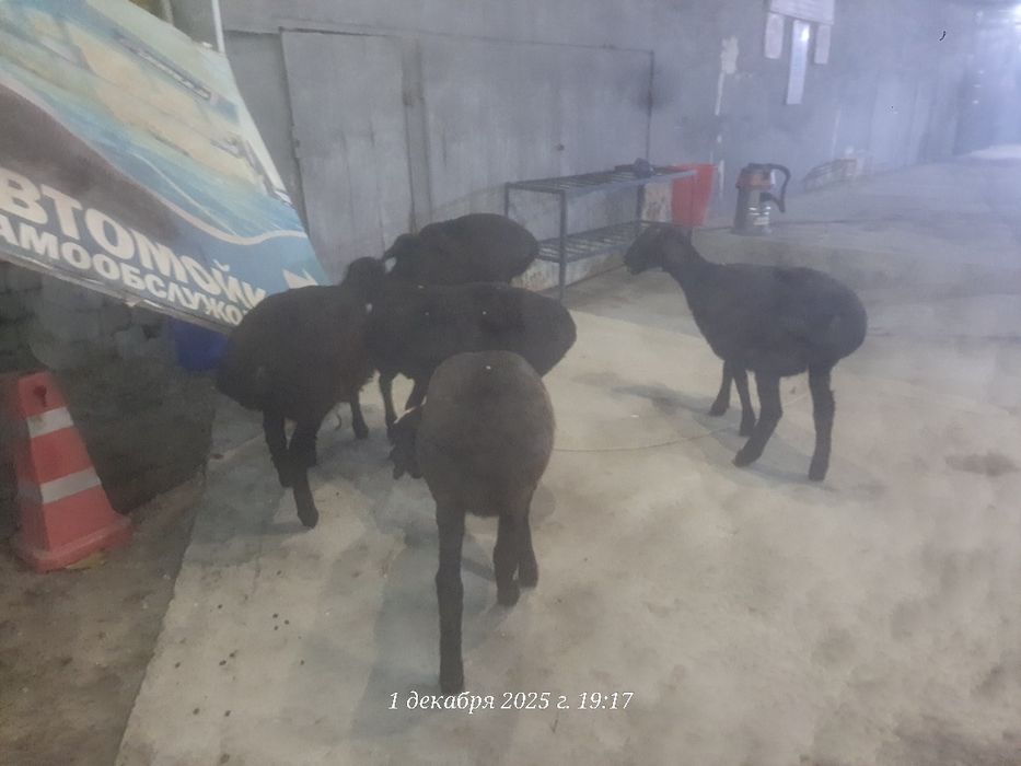 Ургочи кузиларсотилади